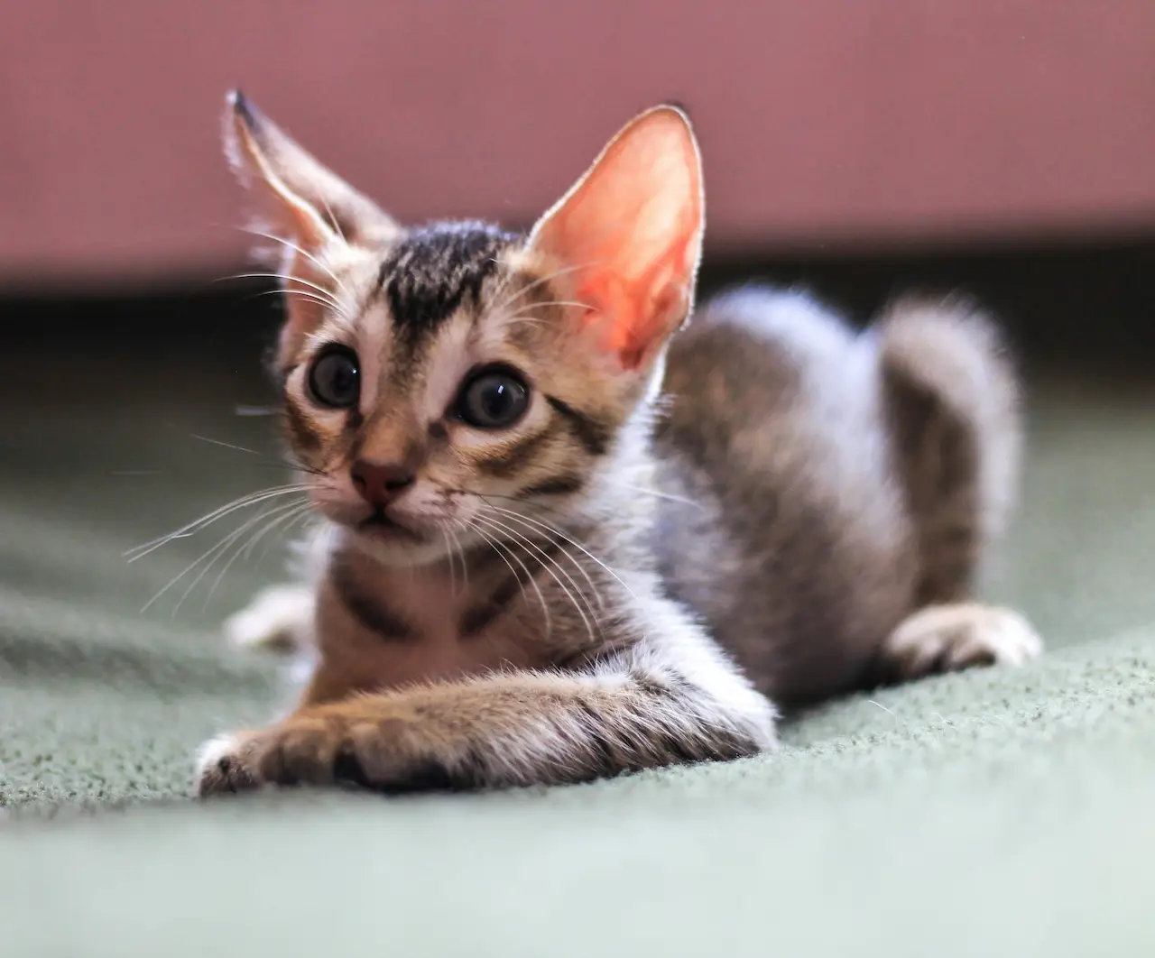 Wide-eyed tabby kitten resting on a soft surface with oversized ears and curious expression.