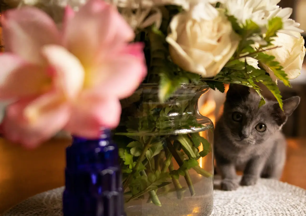 A gray cat peeking from behind a glass vase filled with flowers on a table.