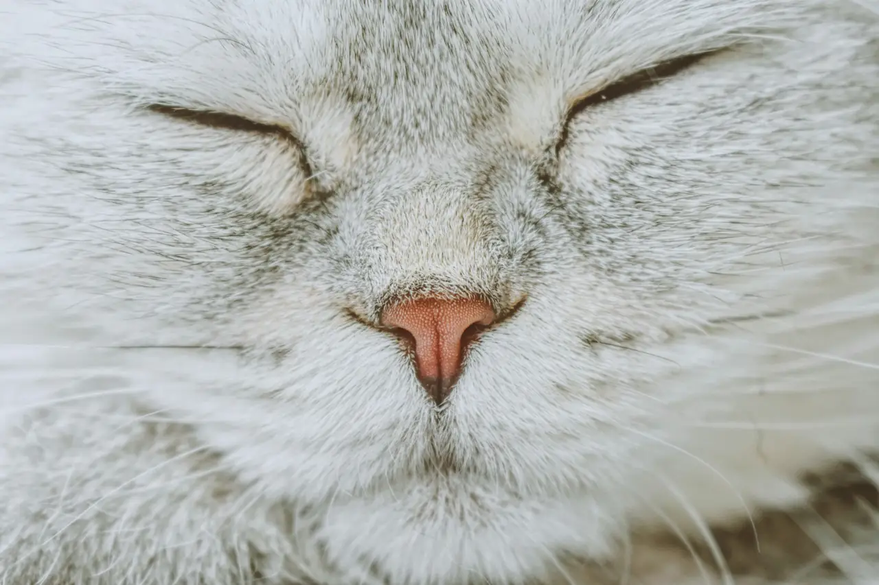Close-up of a white cat’s face with its eyes closed and pink nose centered.